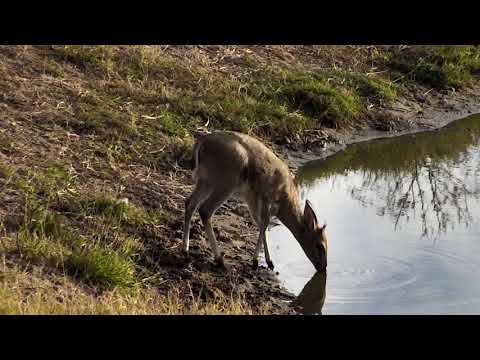 Djuma: Common Grey Duiker male in for morning drink - 07:33 - 07/06/18