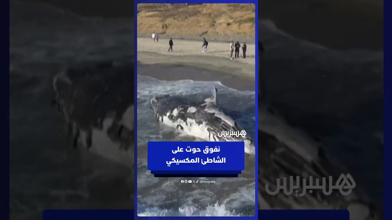 العثور على حوت نافق جرفته الأمواج إلى شاطئ سياحي بتيخوانا المكسيكية thumbnail