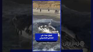 العثور على حوت نافق جرفته الأمواج إلى شاطئ سياحي بتيخوانا المكسيكية thumbnail