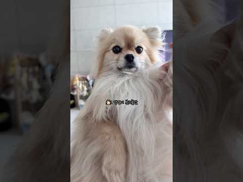 양갱이 분리불안 있냐고요?