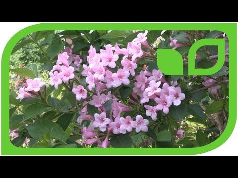 download lagu mp3 mp4 Weigela Bristol Snowflake, download lagu Weigela Bristol Snowflake gratis, unduh video klip Weigela Bristol Snowflake