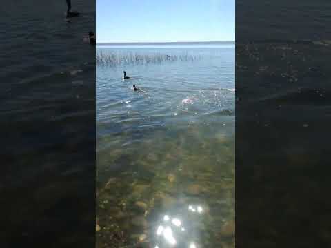 lago Pellegrini,cinco saltos,Rio Negro!!