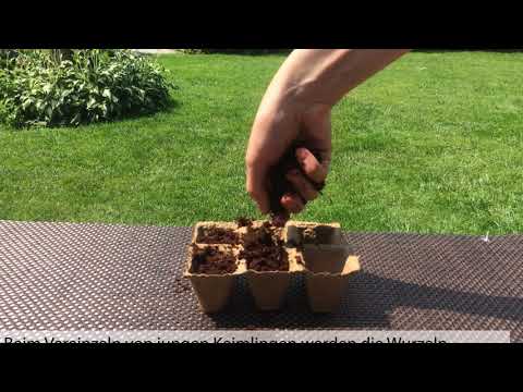 Bonsai Pflanzanleitung für Rotahorn, Judasbaum und Schwarzkiefer