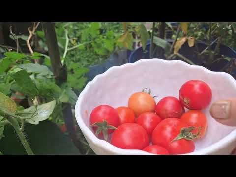 Garden Tomato Harvest#Green Veggies#Organic Tomato# 1