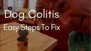 Dog Colitis: Easy Steps To Fix