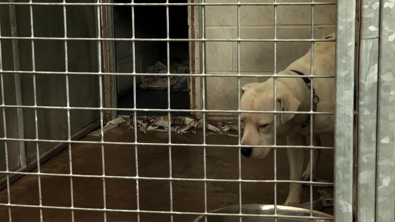 Watch video Death Row Dogs | Full Length Documentary Now Death Row Dogs | Full Length Documentary