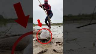 Monster Fish Trapped by Arrow #fishing #fish #hunting #SpiderManFishing #shorts