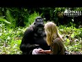 Heart-warming moment WILD GORILLAS accept Damian Aspinall's wife Victoria - OFFICIAL VIDEO