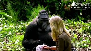 Heart-warming moment Damian Aspinall's wife Victoria is accepted by wild gorillas OFFICIAL VIDEO