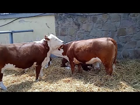 Najbolja Goveda na Sajmu u Novom Sadu