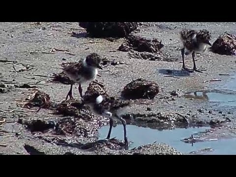 Djuma: Blacksmith Lapwing and three new chicks at the pan - 09:22 - 10/06/19