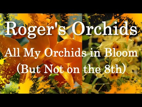 All My Orchids in Bloom (But Not on the 8th)