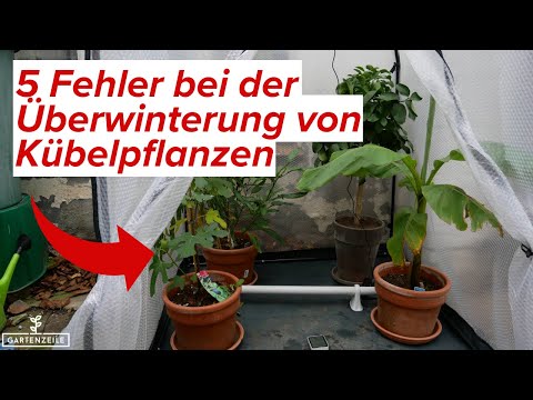 5 häufige Fehler bei der Überwinterung von Kübelpflanzen [und wie du sie vermeidest]