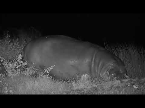 Djuma: Hippo out grazing before going back in dam - 20:50 - 03/07/21