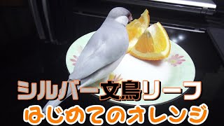 はじめての酸っぱいオレンジをリーフちゃんは気に入るのか【シルバー文鳥】