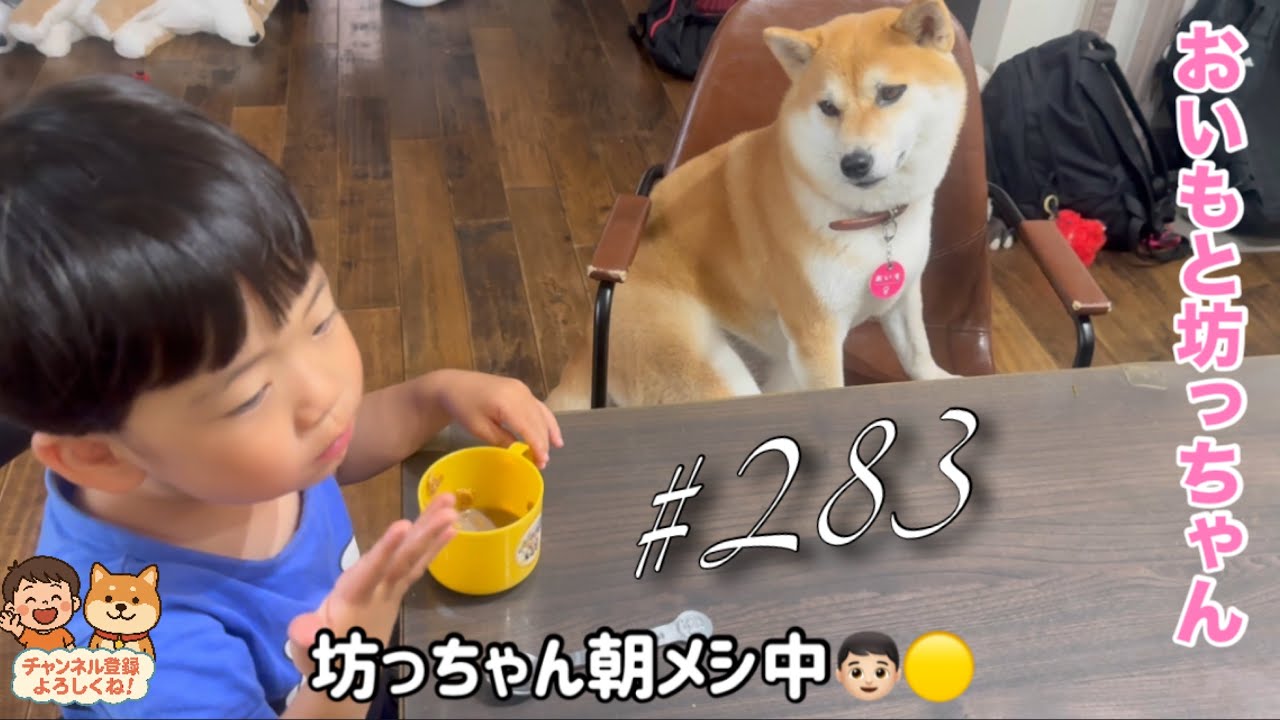 朝のルーティン☀️柴犬おいもと坊っちゃんの微笑ましい朝ごはん風景👦🏻🐕 【おいもと坊っちゃんの日常#283】
