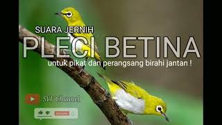 Download lagu SUARA PIKAT PLECI BETINA DAN PANCINGAN BIRAHI PLECI JANTAN AGAR MAU BUNYI !! mp3 Download lagu SUARA PIKAT PLECI BETINA DAN PANCINGAN BIRAHI PLECI JANTAN AGAR MAU BUNYI !! mp3