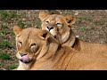 Tiger Cubs' Last Moments as a Family | David Attenborough | Tiger | Spy in the Jungle | BBC Earth