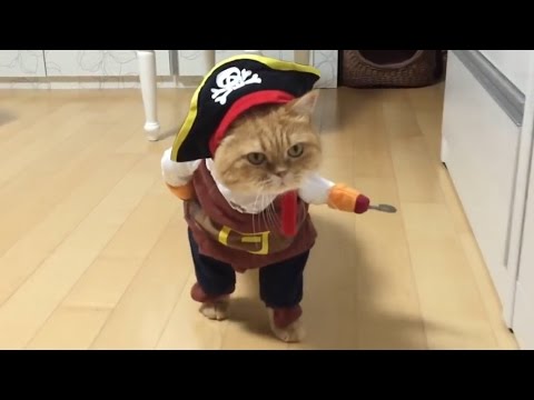 Best Fails Of The Week - New Fail Compilation #26 | TOP FAILS