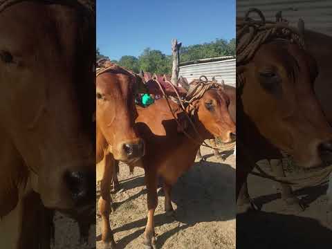 la única yunta de novillos qué llegaron al tiangue de Santiago Nonualco, La Paz
