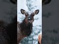 Winter Animals in Jasper #elk #nature  #adventure  #outdoors  #wildlife