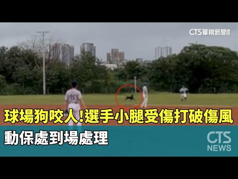 球場狗咬人！　選手小腿受傷打破傷風　動保處到場處理