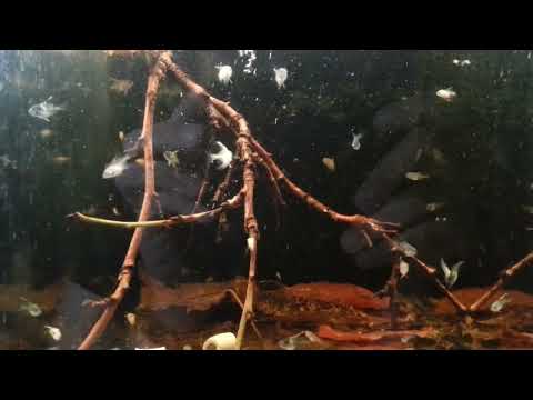 Skalar Aufzucht vom Ei zum Fisch