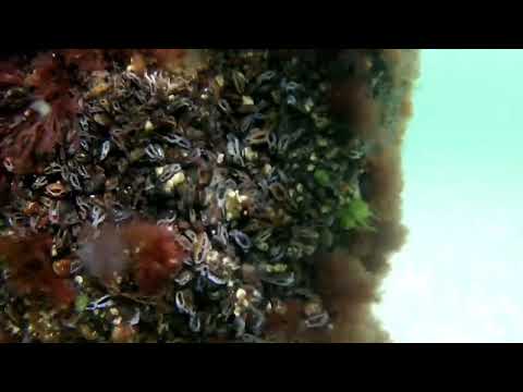 Wellenbrecher - am Strand von Warnemünde unter Wasser