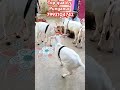 Top Quality Punganur Cows For Sale 7993104742