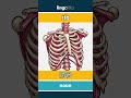 rib - 肋骨 video thumbnail