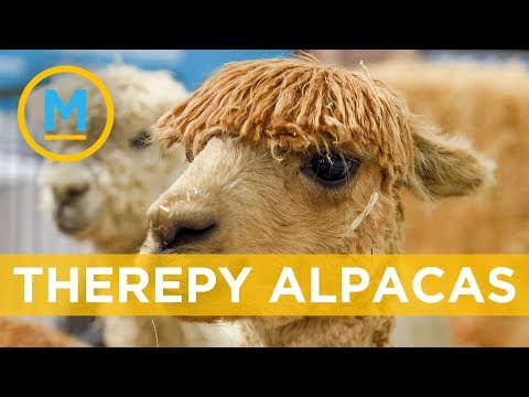 Move over dogs, alpacas are now being used as therapy animals | Your Morning