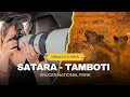 Baby Elephants First Lion Sighting Solo Female Photography Safari Satara To Tamboti Kruger
