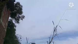 Download lagu suara inap walet yang bisa dijadikan SP mp3 Download lagu suara inap walet yang bisa dijadikan SP mp3