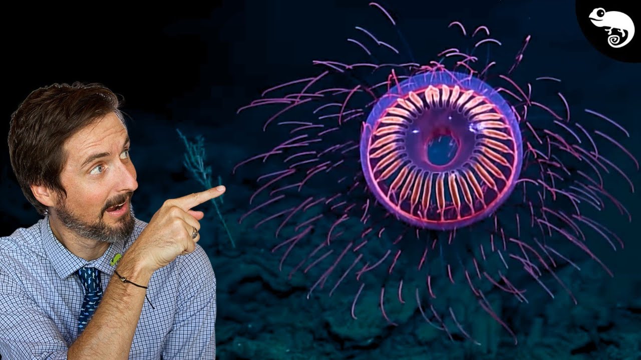 10 Animals I Didn't Know Existed