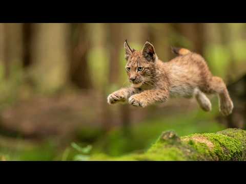 Drapieżniki z Polskich Lasów  - Film Dokumentalny