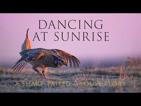 Dokumentation über das Balzen der Spitzschwanzhühner – Tanzen bei Sonnenaufgang