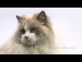 Krmivo pro kočky Royal Canin Siamese Adult 4 kg