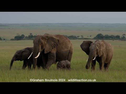 A tiny elephant calf with the herd