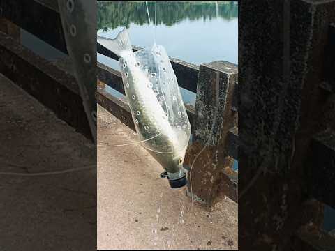 Bottle fishing || bottle fish trap techniques || mullet fishing in bottle || mullet fishing #shorts