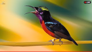 Download lagu 🛑Suara Burung Kolibri 24 Jam (Menarik Burung, Suasana, Suara Bising Putih, Belajar, Fokus, ASMR, Meditasi) mp3