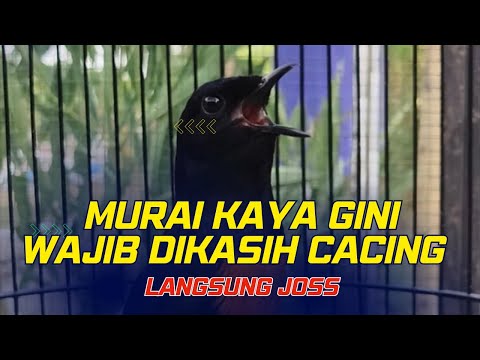 SIGNS THAT YOUR MURAI SHOULD BE FEEDED WITH WORMS ‼️ BEGINNERS MUST UNDERSTAND ‼️