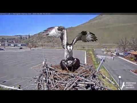 Iris on the nest—Louis arrives to mate! (Hellgate Ospreys, 4/9/20).
