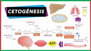 Cuerpos cetónicos [cetoGÉNESIS y cetóLISIS]