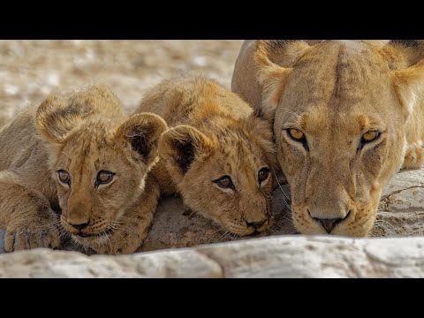 Kgalagadi: One night at Urikaruus...