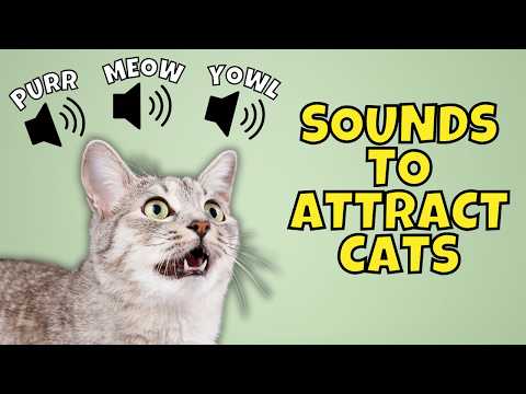 12 Types of Meows to Attract Cats 🐱🎶 | Cat Meowing Sounds Compilation