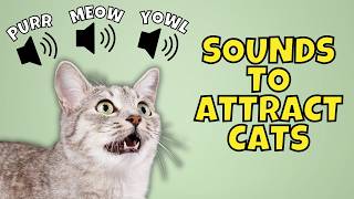 Download lagu 12 Types of Meows to Attract Cats 🐱🎶 | Cat Meowing Sounds Compilation mp3