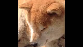 {モンハンワイルズ}お食事券と歴戦王アルシュベルド❕