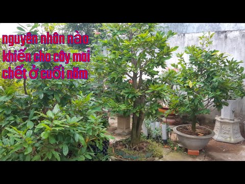 Nguyên nhân làm cho cây mai vàng chết ở giai đoạn cuối năm