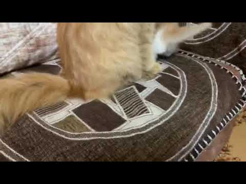 Cat 🐈 😺 rozy ka bachpan hamari pyari rozi