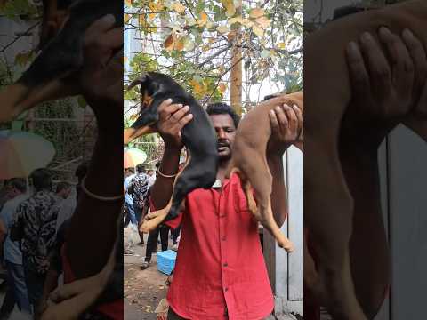 Doberman Puppies Sunday_Market Collection #broadwaypetmarket#chennaipetmarke